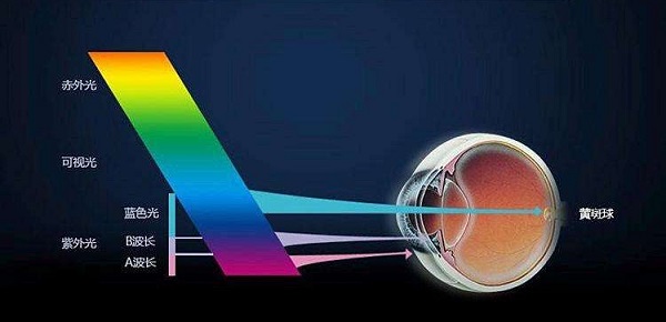 ����������۾�������֤�ݣ�ѣ��Σ�������������